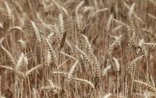 Australia worried over mouse infestation's impact on food supply