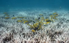 'Dread': coral scientists fear bleaching El Nino could bring