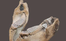 Naumann's elephant may have gone extinct 10,000 yrs earlier than thought