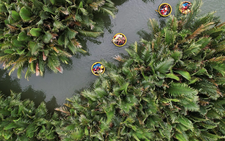 Da Nang proposes entrance fee for Cam Thanh nipa palm forest