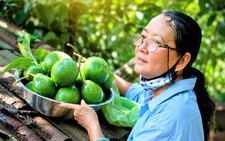 How a Vietnamese mother turns storm-fallen avocados into home-cooked delicacies