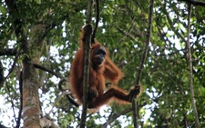 Deadly Indonesia floods wiped out at least 7% of rare orangutan population, report says