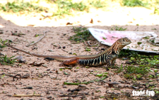 'Mini dinosaurs' thrive on Vietnam's semi-arid sands, creating niche rural livelihood