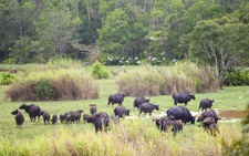 2 wild gaurs found dead in protected forest in southern Vietnam