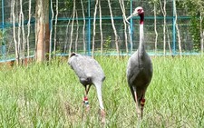 Vietnam's Dong Thap to receive 6 more sarus cranes from Thailand for conservation