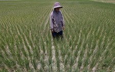 El Niño is coming. At the FAO we know where drought will hit hardest