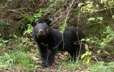 Bears emerge as serious safety threat: Japan white paper