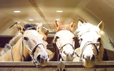 20 Mongolian horses return home after 6 years with Vietnam's mounted police