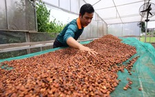 Vietnam coffee exporters await official guidance as EUDR deadline nears