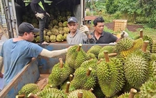Vietnam durian exports seen improving as regional harvest season ends