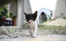 Venezuelans search for animal companions lost in the quakes