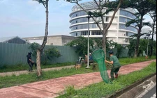 Ho Chi Minh City’s most populous ward launches crackdown on stray dogs