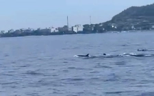 Pod of more than 10 dolphins spotted off Vietnam's Ly Son Island