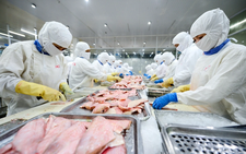 Vietnam tra fish exports to US face tougher competition as tariffs rise