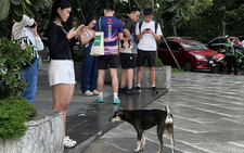 Free-roaming, unmuzzled dogs persist in public spaces in Ho Chi Minh City despite fines