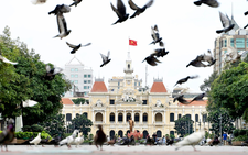 Pigeons bring touch of peace to downtown Ho Chi Minh City
