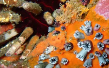Corals show El Nino intensifying as planet warms: study
