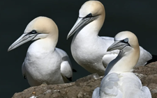 Last Scottish island bird hunt banned after almost 500 years