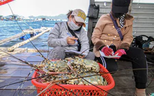 180,000 smuggled lobster seedlings destroyed: What’s holding back Vietnam’s lobster industry