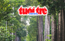 Vietnam Spotlight Podcast: Ho Chi Minh City weighs future of 4,000 aging trees; proposed halt to IELTS bonus points