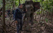 Malaysia's 'elephant whisperer' fights to save Borneo's endangered giants