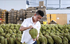 Why does Vietnam have higher durian output but generate lower value: official