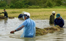A rice harvest worth $1.35 in profit: Harsh reality for a Central Highlands farmer