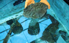 'Slumping' South Korean corals worry divers, scientists studying climate change
