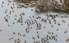 Bangladesh dengue outbreak accelerates as hospitals come under strain