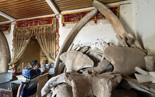 Vietnam’s nearly 400-year-old fishing village worships 2 giant whale skeletons