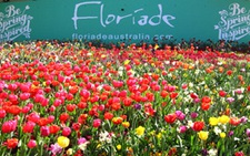 Tour Úc với lễ hội hoa Floriade