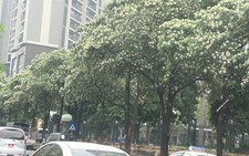 Cần điều chỉnh lại mật độ cây hoa sữa trên một số tuyến phố ở Hà Nội