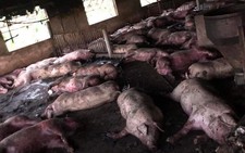 Lightning strike kills 230 pigs in Vietnam
