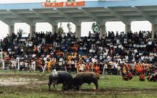 Lễ hội chọi trâu Đồ Sơn 2003: 