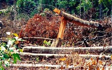 Diện tích đất than bùn đang giảm mạnh