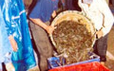Nuôi tôm trên cát cũng bội thu