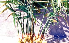 Gừng và bạc hà làm chậm sự phát triển của bệnh ung thư