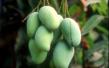 Giá nông sản ở ĐBSCL tăng đột biến