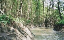 Xây dựng khu du lịch lấn biển Cần Giờ