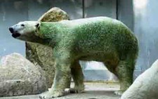 Gấu trắng bắc cực đổi màu da vì trời nóng
