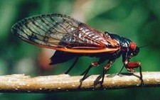 Ve sầu xuất hiện sớm ở Mỹ