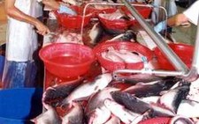 Cá da trơn đi xa hơn và nhiều hơn