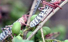Châu chấu chống châu chấu