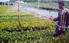 Rừng tràm U Minh Hạ bị 