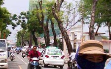 Sao lại cắt trụi cây xanh?