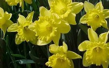 Sân bay Schiphol trồng hoa tulip để đuổi chim