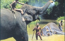 Srilanka: Không tìm thấy xác súc vật ở khu bảo tồn quốc gia