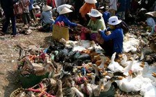 Cúm gia cầm: Chặn đứng, tiến tới kiểm soát