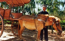Chiếc xe thổ mộ và nỗi ngậm ngùi!