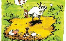 Chuyện con gà con kê...